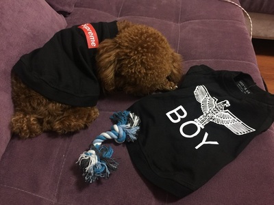 シュプリーム ボックスログtシャツ 犬