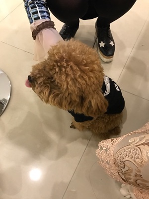 犬服 ボーイロンドン tシャツ