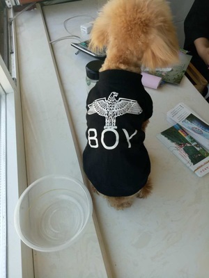 boy london 犬用 tシャツ レビュー