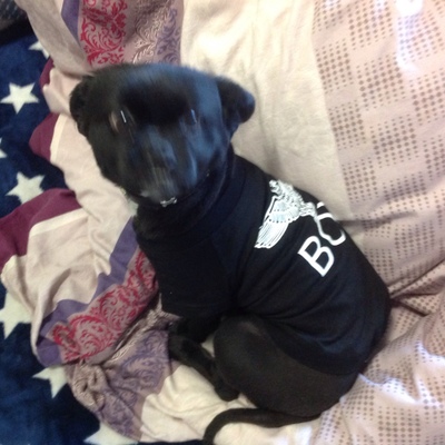 BOYLONDON 犬用tシャツ ロコミ