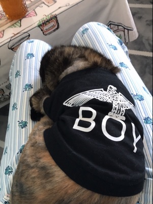 ボーイロンドン 猫用 tシャツ レビュー