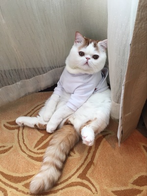 クロームハーツ 猫用 tシャツ レビュー|www.cozaka.com 猫服 クロームハーツ 評判