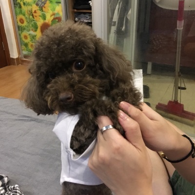 シュプリーム コラボ 犬服 レビュー 犬服 シュプリーム シンプソンズ 評判