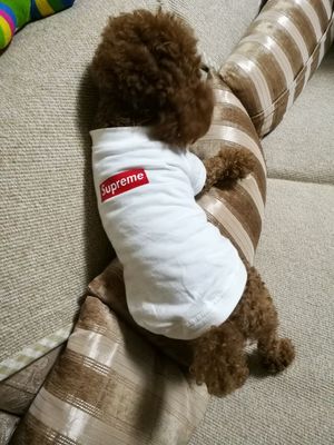 supreme ボックスログ tシャツ