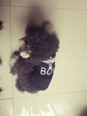 boy london 犬用 半袖