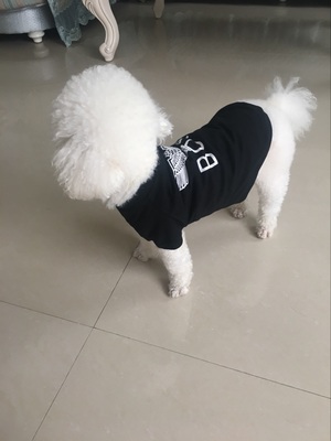 boy london 犬用 半袖