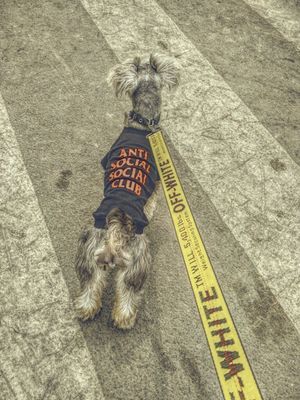 assc 犬服 レビュー|COZAKA.com通販 anti tシャツ 通販