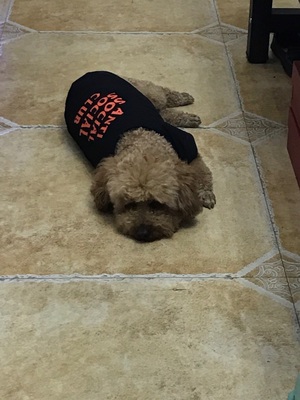 anti social social club 犬服 レビュー anti social social club tシャツ 激安通販