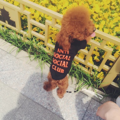 犬服 アンチソーシャルソーシャルクラブ レビュー anti social social club tシャツ 通販店