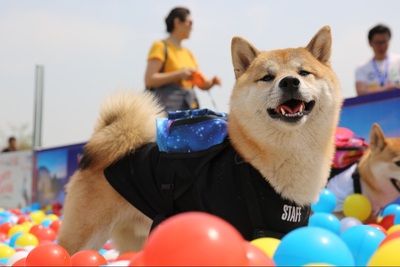 ヴェトモン tシャツ 通販