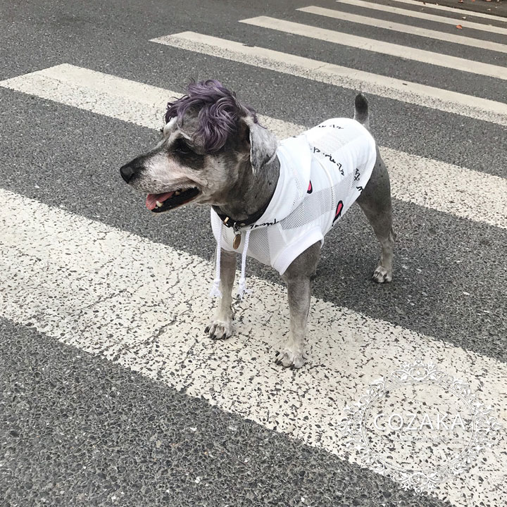 チャンピオン犬服 帽子付き 夏