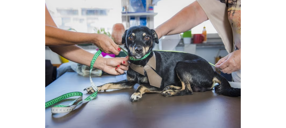 犬の冬服を用意するメリットは？正しいサイズの測り方は？