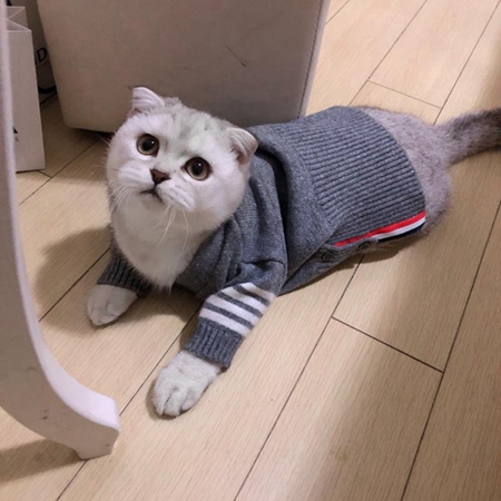 ペットウェア 猫服 秋冬