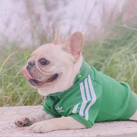 Adidas ペット用服 犬猫汎用