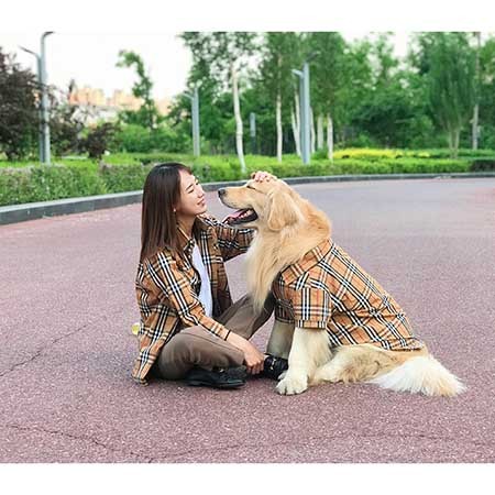 burberry愛犬 春夏対応