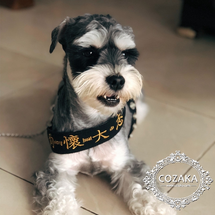 オシャレ 犬用リード カラーセット
