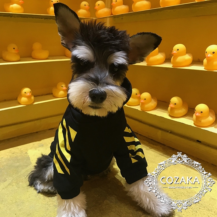 offwhite パーカー 犬と一緒