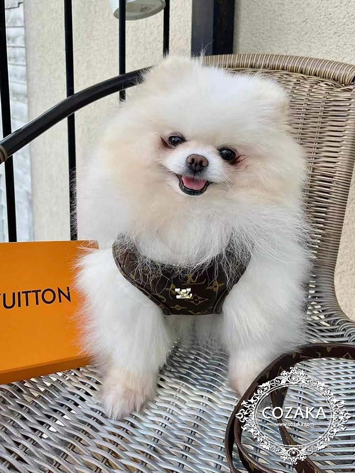 犬用品 犬猫汎用 lv