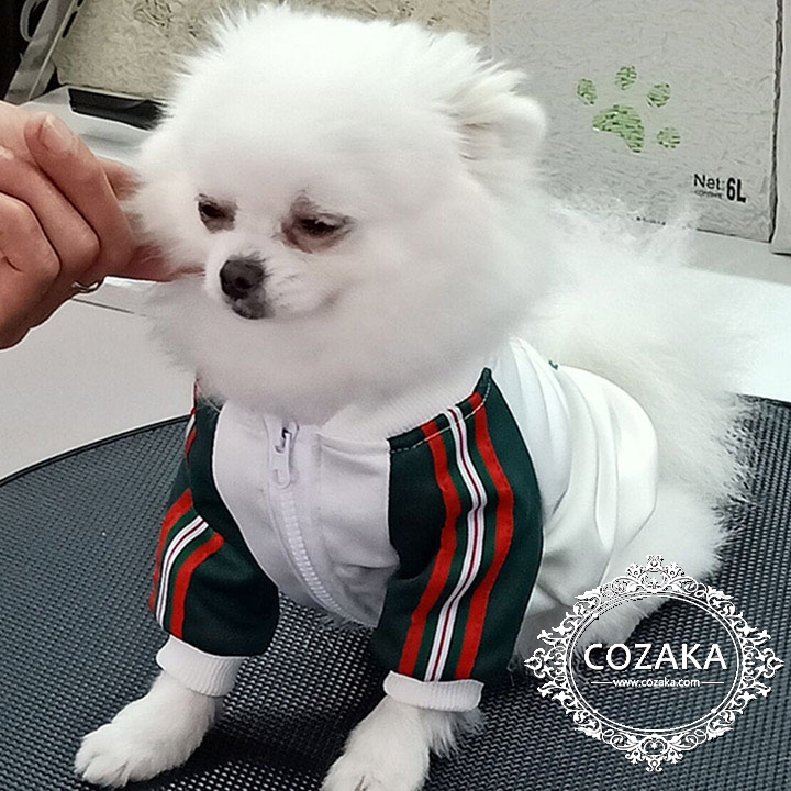 グッチ小型犬 スポーツウェア