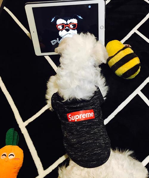 シュプリーム 犬 tシャツ,ボックスロゴ supreme ドッグウェア,韓国通販