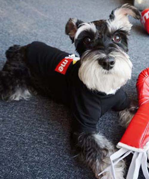 シンプソンズ シュプリーム tシャツ 犬,Simpsons supreme ドッグウェア シャツ