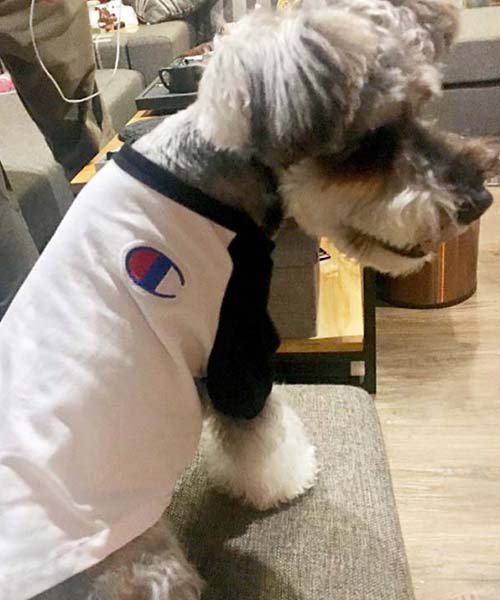 チャンピオン ラグランtシャツ 犬服,Champion パピーウェア 通販