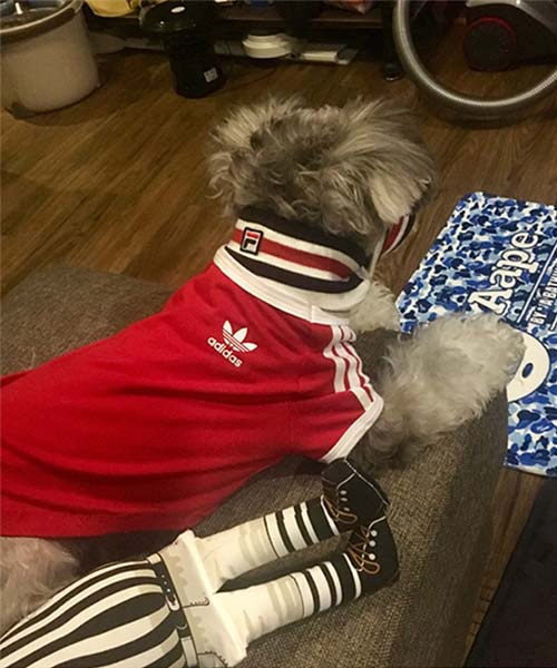 アディダス オリジナルス 犬服,adidas パピーウェア tシャツ かわいい,通販