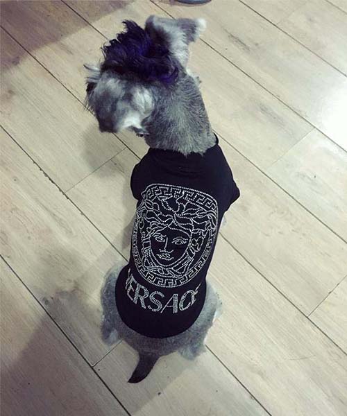 ヴェルサーチ メドゥーサTシャツ 犬,VERSACE 猫用 半袖 キラキラ パロディ,通販