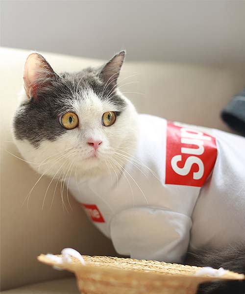 シュプリーム ボックスロゴtシャツ 犬,パロディ supreme 猫用tシャツ