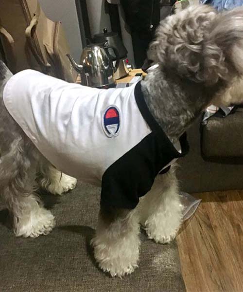 チャンピオン ラグランtシャツ 犬服,Champion パピーウェア 通販