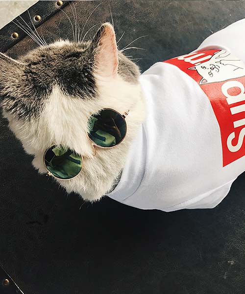 シュプリーム ボックスロゴtシャツ 犬,パロディ supreme 猫用tシャツ