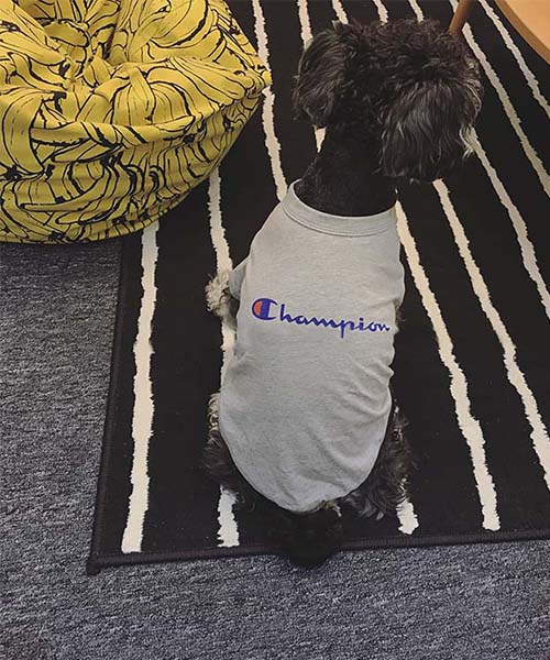 チャンピオン 犬服 tシャツ,champion ドッグ用 洋服,通販