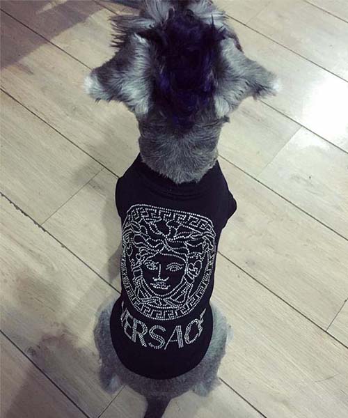 ヴェルサーチ メドゥーサTシャツ 犬,VERSACE 猫用 半袖 キラキラ パロディ,通販