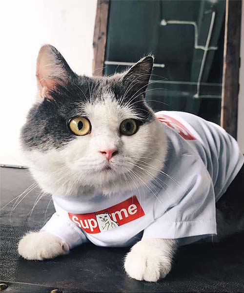 シュプリーム ボックスロゴtシャツ 犬,パロディ supreme 猫用tシャツ