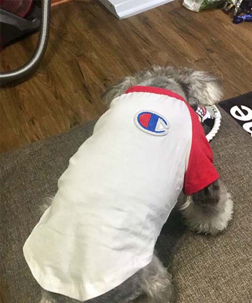 チャンピオン ラグランtシャツ 犬服,Champion パピーウェア 通販