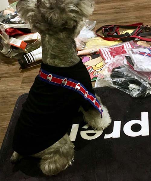 ヴェトモン×チャンピオン 犬用 Tシャツ,VETEMENTS × CHAMPION パピーウェア,通販