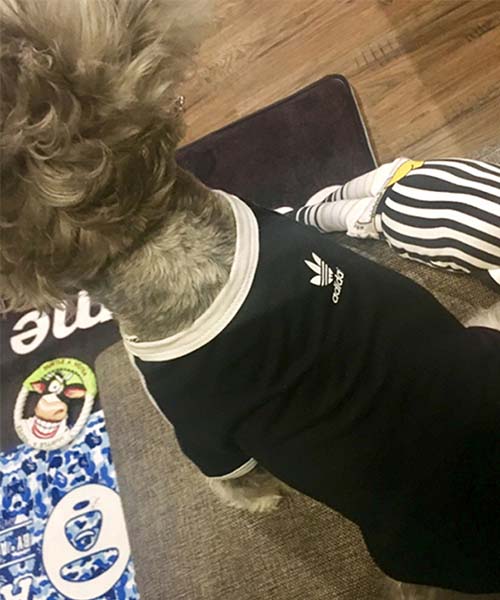 アディダス オリジナルス 犬服,adidas パピーウェア tシャツ かわいい,通販