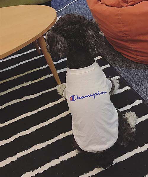 チャンピオン 犬服 tシャツ,champion ドッグ用 洋服,通販