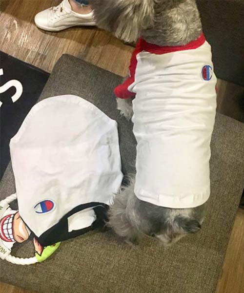 チャンピオン ラグランtシャツ 犬服,Champion パピーウェア 通販