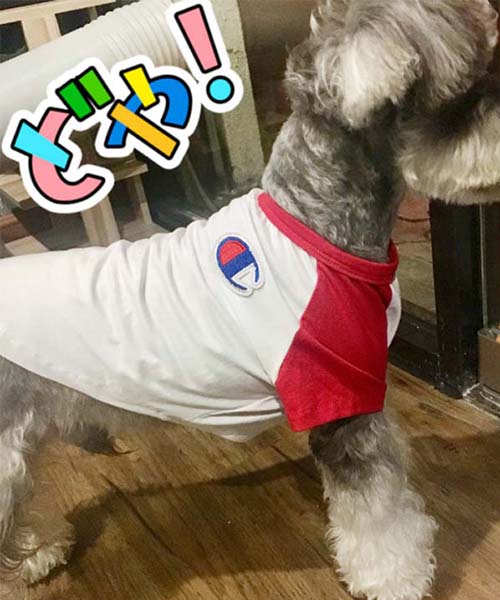 チャンピオン ラグランtシャツ 犬服,Champion パピーウェア 通販