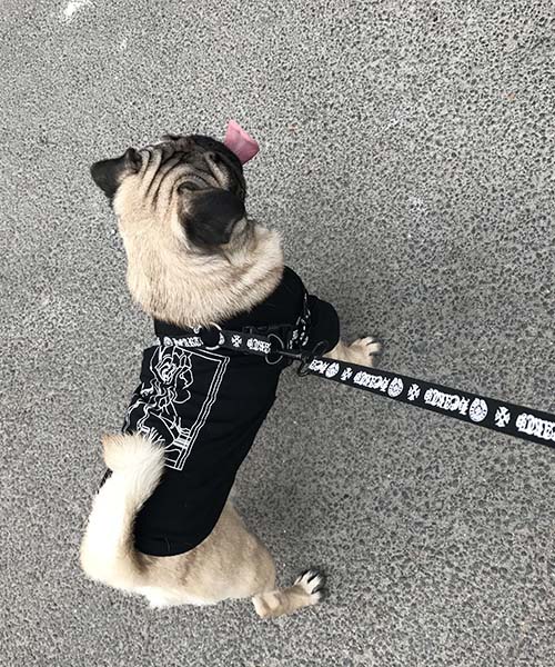 クロムハーツ 犬 リード ハーネス おしゃれ,chrome hearts 人気 犬用リードとハーネス