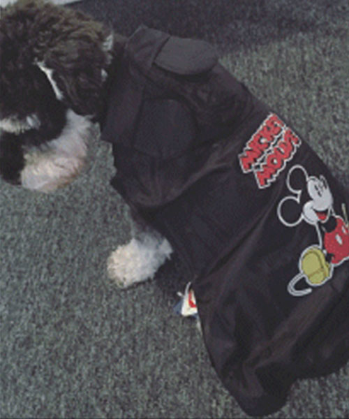 ディズニー 犬用レインコート,ミッキーマウス かわいい 超大型犬用レーンコート