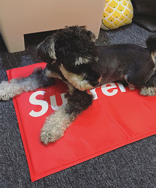 Supreme / B B Simon Dog Leash リード 白 クロムハーツ ペーパー