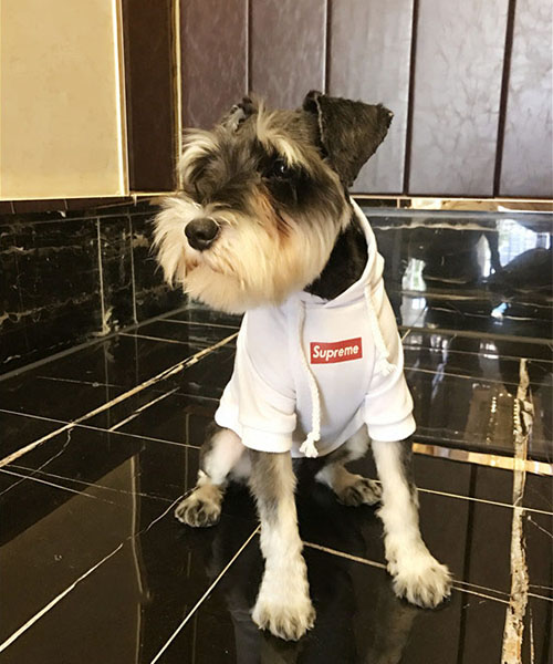 シュプリーム 犬服 パーカー,supreme 犬用 フーディー