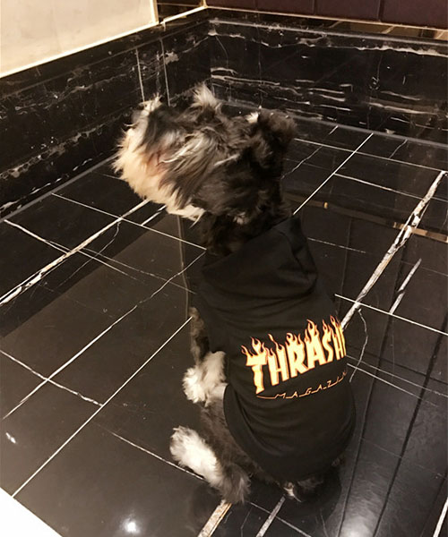 THRASHER パーカー 犬服,スラッシャー ドッグウェア プルオーバー