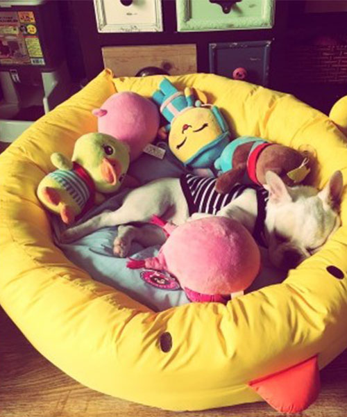 芸能人愛用 かわいい 犬猫用ベッド,ふんわりラウンドベッド ペット 韓国