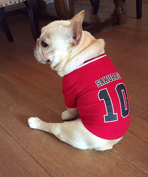 スラムダンク 桜木花道 犬服,かわいい sakuragi ドッグウェア