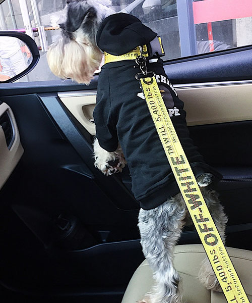 オフホワイト 犬用リード・カラーセット