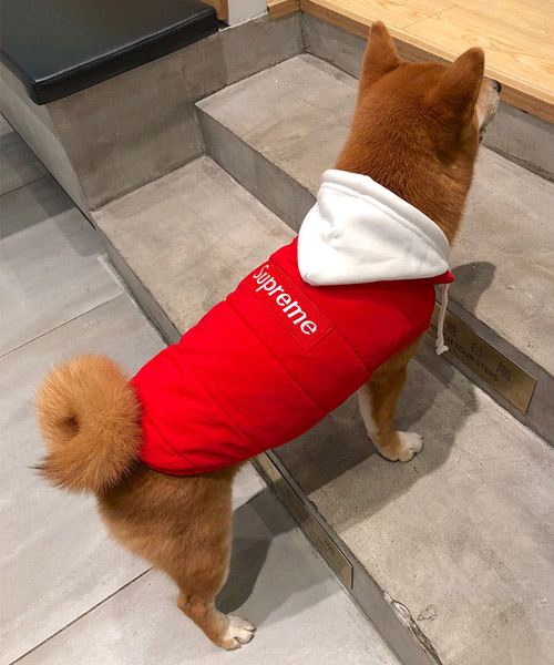 シュプリーム 犬服 ダウンベスト フード付き supreme 犬の服 ドッグウェア コート